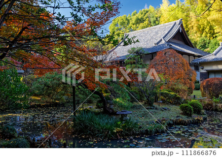 横浜・港北ニュータウン・センター南の寺院の紅葉 111866876