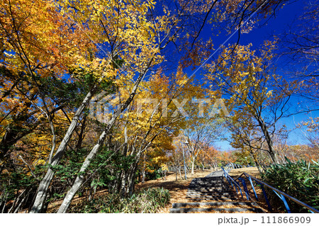 横浜・港北ニュータウン・都筑中央公園の紅葉 横浜・港北ニュータウン・都筑中央公園の紅葉 111866909