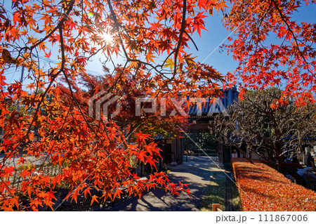 横浜・港北ニュータウンの寺院の紅葉 111867006