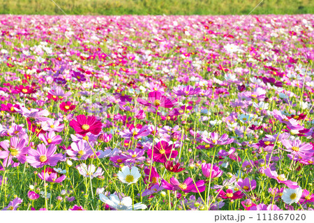 【一面に広がるコスモス畑】 撮影場所：鹿児島県南さつま市金峰町尾下 111867020