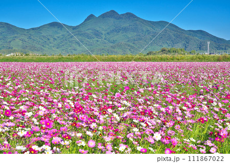 【一面に広がるコスモス畑】 撮影場所：鹿児島県南さつま市金峰町尾下 111867022