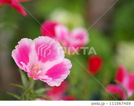 ゴデチャの花のアップ 111867489