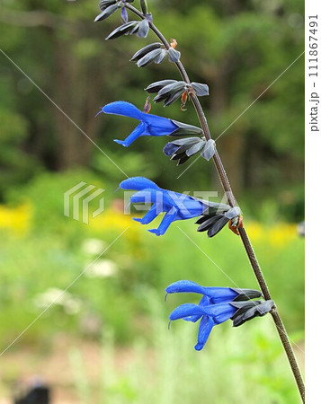 ガラニティカセージの花 111867491