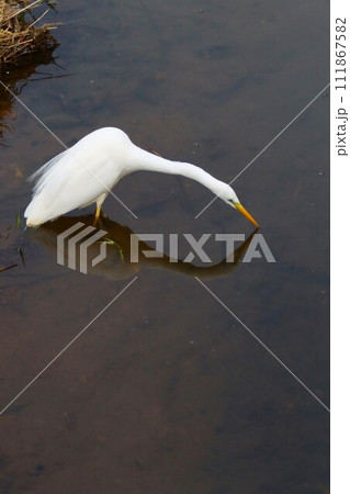 ゆずの里毛呂山町の小川で獲物を狙う白鷺の生態写真 111867582