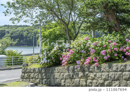 アジサイと有珠湾 有珠善光寺 北海道 伊達市 アジサイと有珠湾 有珠善光寺 北海道 伊達市 111867694