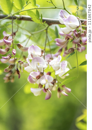 ロビニア ヒリアリー　滝野すずらん丘陵公園　札幌市 111867842