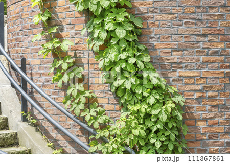 サイロに絡むホップ　滝野すずらん丘陵公園　札幌市 111867861