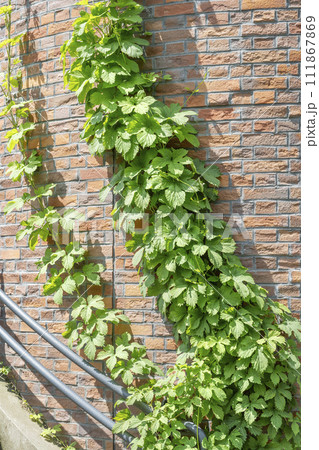 サイロに絡むホップ 滝野すずらん丘陵公園 札幌市 サイロに絡むホップ 滝野すずらん丘陵公園 札幌市 111867869