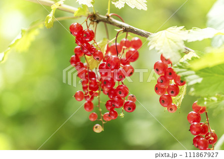 フサスグリ　札幌市 111867927