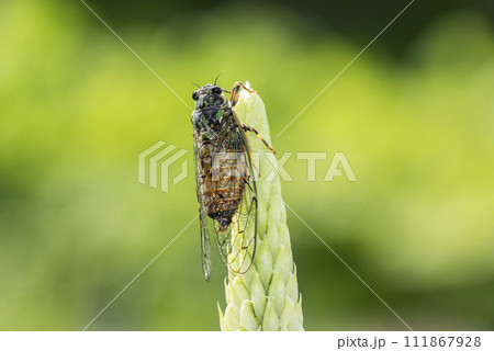 ルピナスにとまるエゾハルゼミ　札幌市 111867928