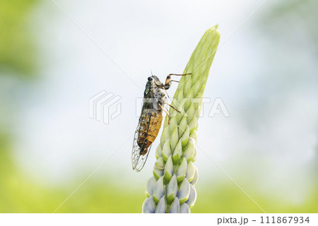ルピナスにとまるエゾハルゼミ 札幌市 ルピナスにとまるエゾハルゼミ 札幌市 111867934