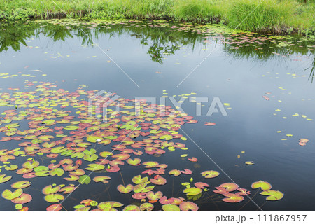 ヒツジグサ　静狩湿原　長万部町 111867957