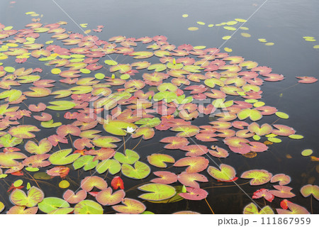 ヒツジグサ　静狩湿原　長万部町 111867959