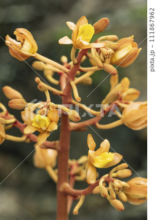 ツチアケビの花 石狩市 ツチアケビの花 石狩市 111867962