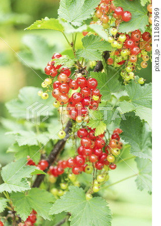 フサスグリ　札幌市 111867969