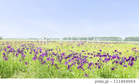 ノハナショウブ 16:9 江別市 ノハナショウブ 16:9 江別市 111868064