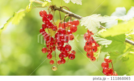 フサスグリ　16:9　札幌市 111868065