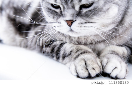 Gray fluffy cat is. The concept of pets. Banner for website.  111868189
