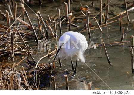 飾り羽を持たない冬のサギ科コサギの採餌行動 飾り羽を持たない冬のサギ科コサギの採餌行動 111868322