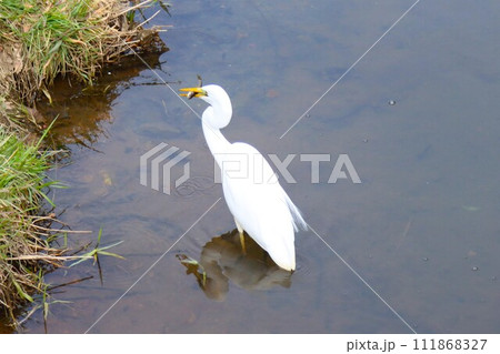 ゆずの里もろやま町の小川で魚を捕獲した白鷺の生態写真 111868327
