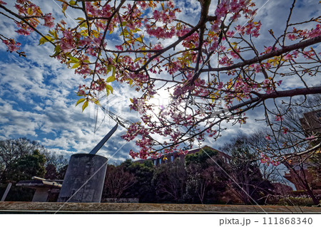 港北ニュータウン・茅ヶ崎公園のカワヅザクラ 港北ニュータウン・茅ヶ崎公園のカワヅザクラ 111868340