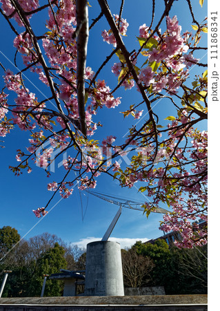 港北ニュータウン・茅ヶ崎公園のカワヅザクラ 港北ニュータウン・茅ヶ崎公園のカワヅザクラ 111868341