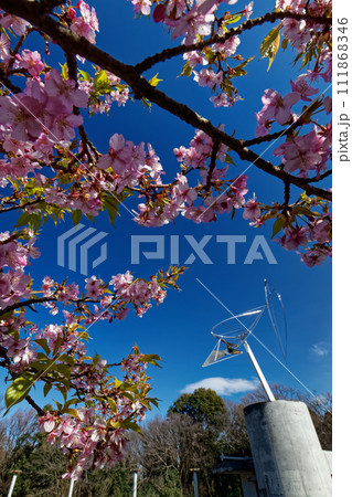 港北ニュータウン・茅ヶ崎公園のカワヅザクラ 港北ニュータウン・茅ヶ崎公園のカワヅザクラ 111868346