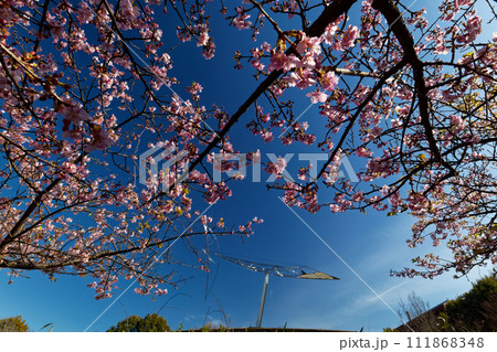 港北ニュータウン・茅ヶ崎公園のカワヅザクラ 港北ニュータウン・茅ヶ崎公園のカワヅザクラ 111868348