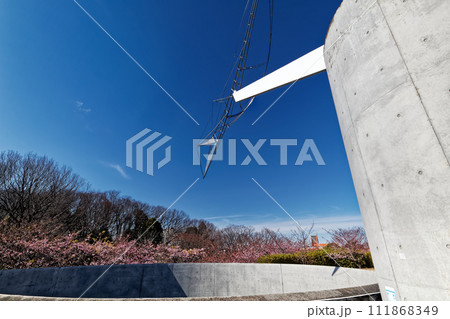 港北ニュータウン・茅ヶ崎公園のカワヅザクラ 111868349