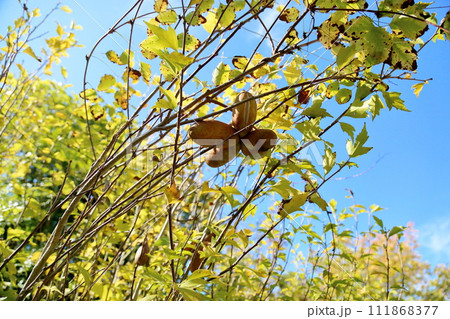 アケビの実 111868377