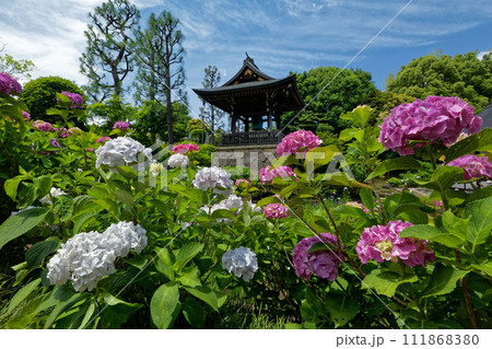 港北ニュータウン・センター南のアジサイ寺 111868380