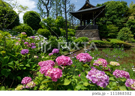 港北ニュータウン・センター南のアジサイ寺 111868382