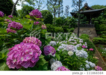 港北ニュータウン・センター南のアジサイ寺 港北ニュータウン・センター南のアジサイ寺 111868384