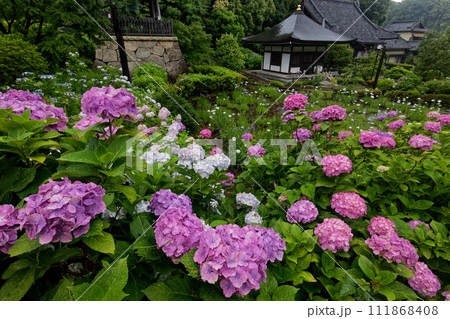 梅雨の港北ニュータウン・センター南のアジサイ寺 111868408