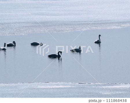 氷結した野付湾の白鳥の群れ 氷結した野付湾の白鳥の群れ 111868438