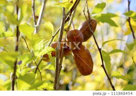 アケビの実 アケビの実 111868454