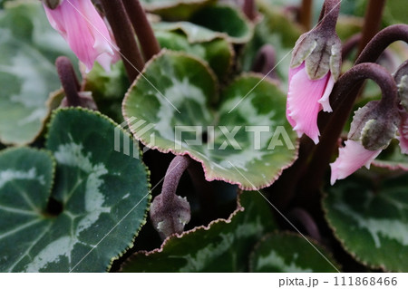 シクラメンのピンク色の蕾 111868466