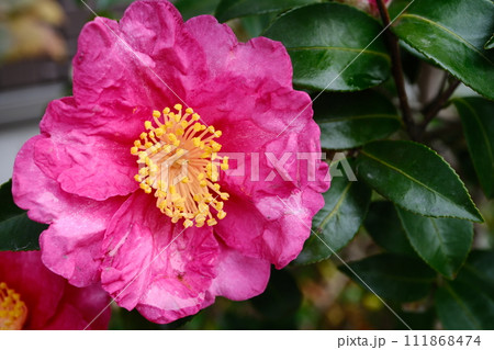 綺麗に咲いた山茶花の花びら 111868474