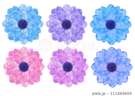 アネモネ 111868609