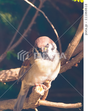 スズメを大きく写した高画質な撮影 スズメを大きく写した高画質な撮影 111868618