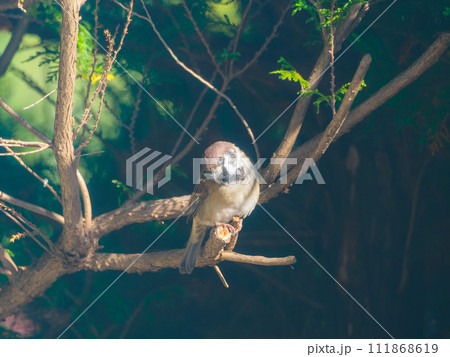 ポーズをとったスズメ ポーズをとったスズメ 111868619