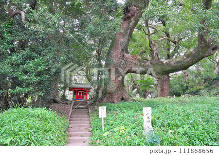 【大汝牟遅神社参道の千本楠】 鹿児島県日置市吹上町中原 111868656