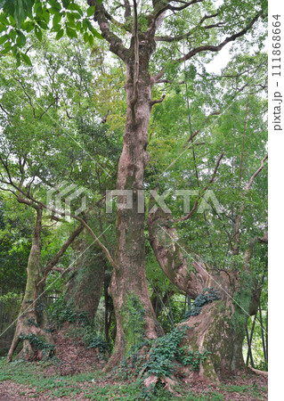 【大汝牟遅神社参道の千本楠】 鹿児島県日置市吹上町中原 【大汝牟遅神社参道の千本楠】 鹿児島県日置市吹上町中原 111868664