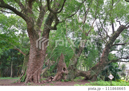 【大汝牟遅神社参道の千本楠】 鹿児島県日置市吹上町中原 111868665