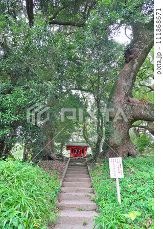 【大汝牟遅神社参道の千本楠】 鹿児島県日置市吹上町中原 111868671