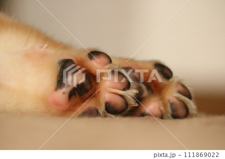 子犬の足の裏　肉球　仔犬の肉球　 111869022