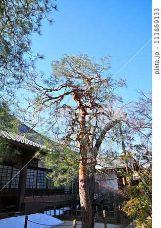 赤松の模様木 中院境内 冬景色 赤松の模様木 中院境内 冬景色 111869133