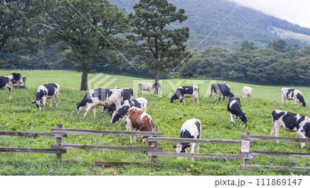 大山 で放牧中の牛たち(大山まきばみるくの里付近) 大山 で放牧中の牛たち(大山まきばみるくの里付近) 111869147