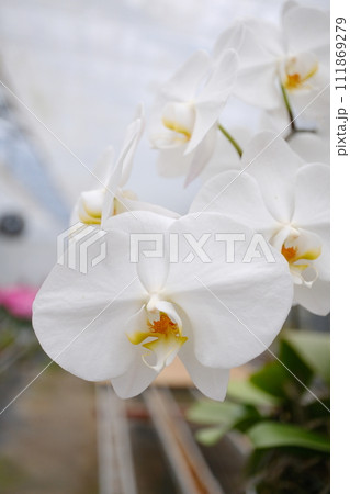 白く綺麗な胡蝶蘭の花びら 111869279