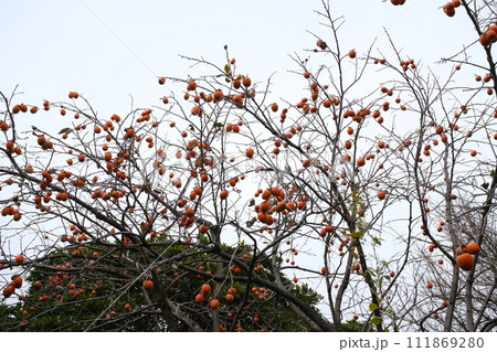 たくさん実る柿木のイメージ 111869280